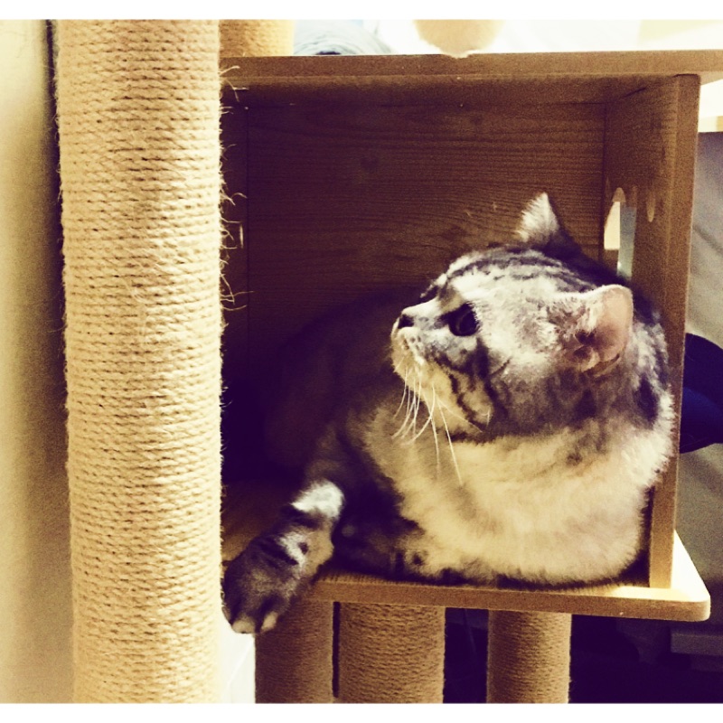 tw8811_61636, 線上商店 | 蝦皮購物