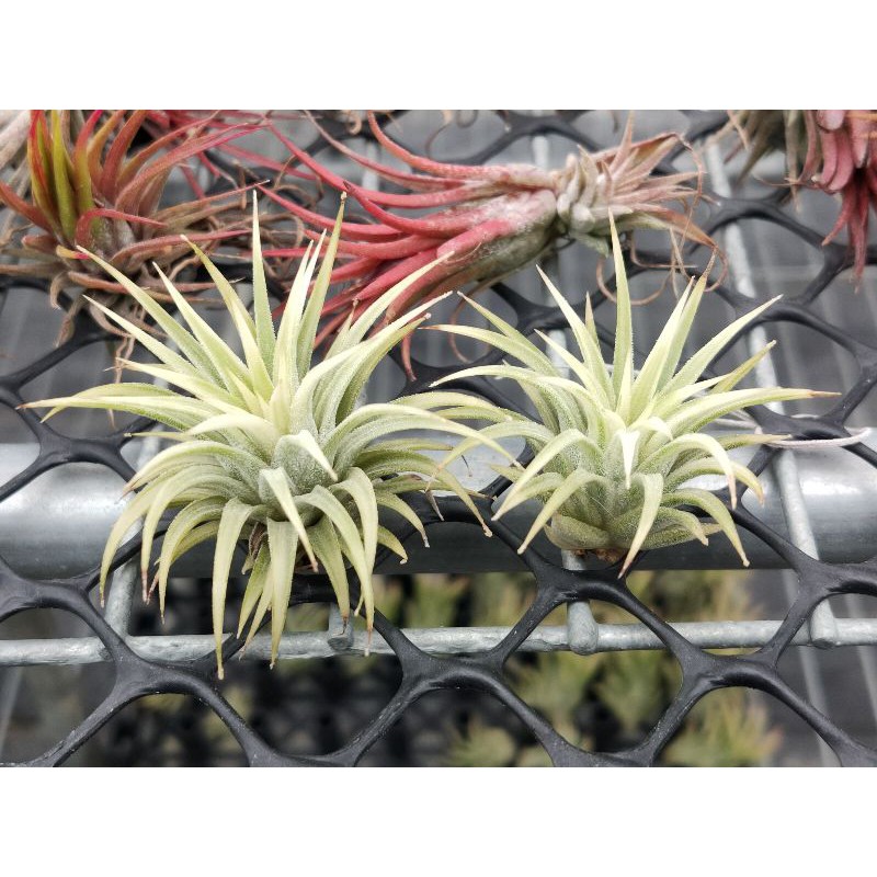 綠房子空氣鳳梨斑葉阿伯小精靈Tillandsia Ionantha Albo-Marginata