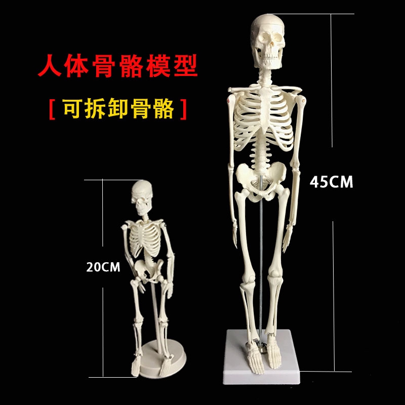 現貨】骨骼模型20CM 45CM大小骨架人體可拆卸用于醫學示演模型-夏月