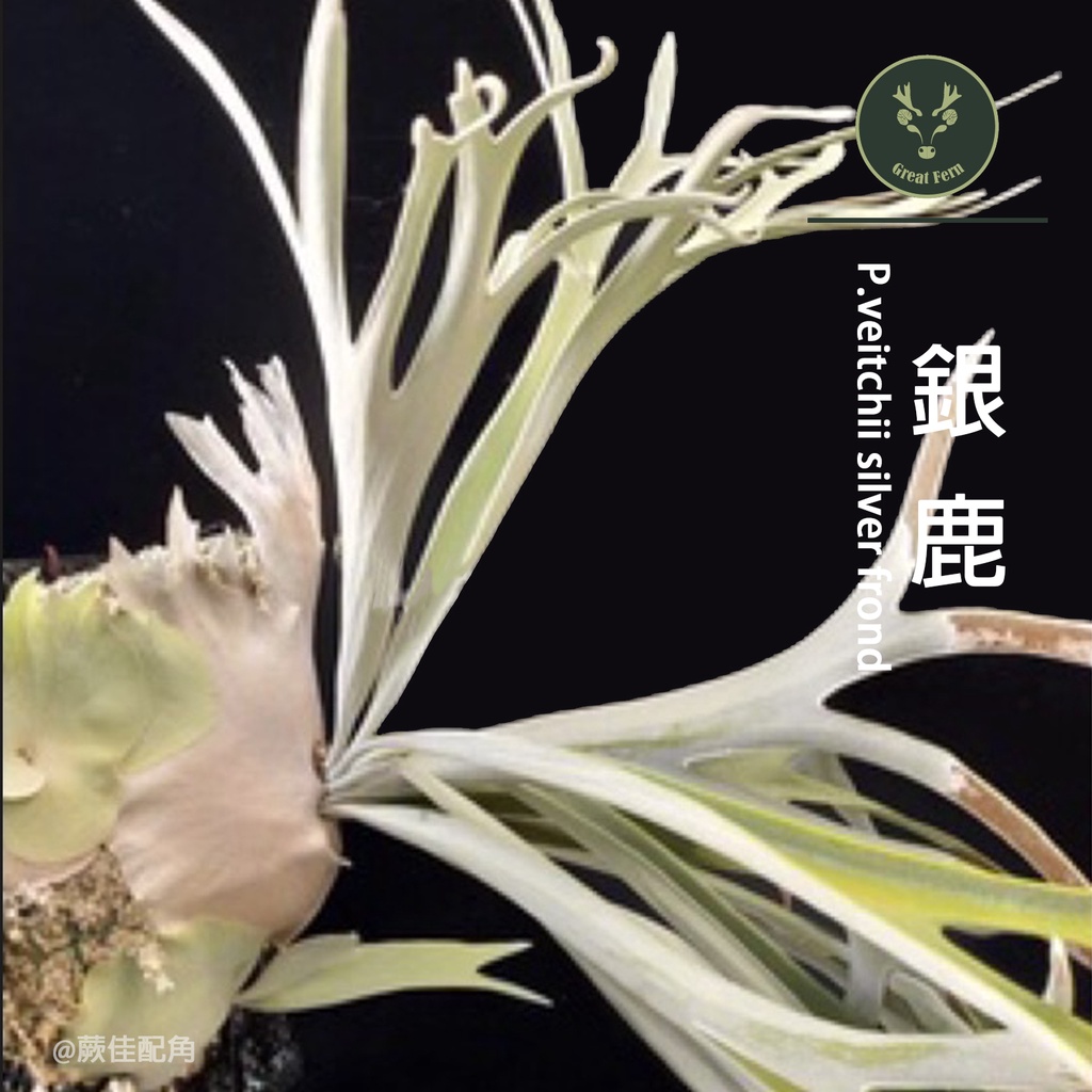 蕨佳配角- 上板鹿角蕨『銀鹿』（P.veitchii silver frond) | 蝦皮購物