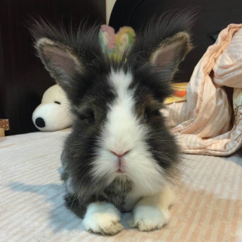 rabbit00112233, 線上商店 | 蝦皮購物