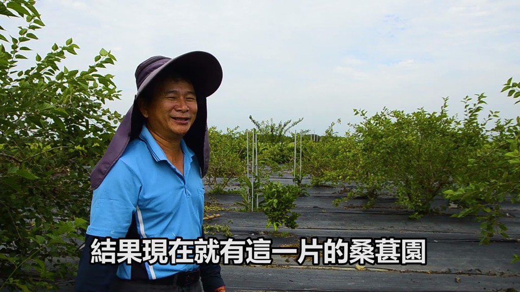 台南黃家桑葚園, 線上商店 | 蝦皮購物