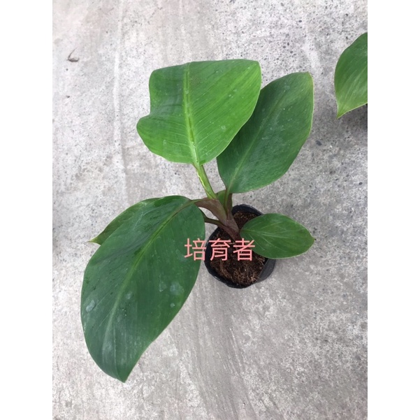 バナナ苗 矮紅皮蕉 香蕉 台湾品種！ 子株付き！ - 植物/観葉植物