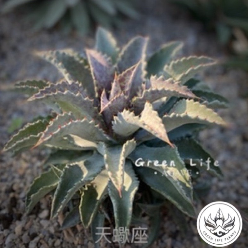 GREEN LIFE PLANTS, 線上商店| 蝦皮購物