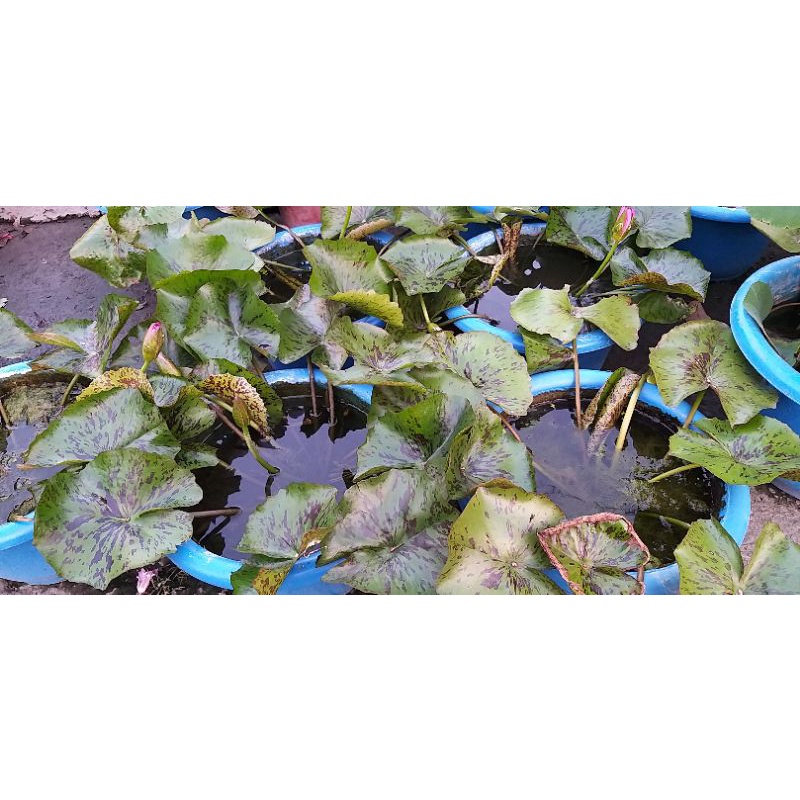 盆景砂泥炭土椰纖土椰塊水苔樹皮蛇木屑火山石觀葉土赤玉礫石溪石栽培砂肥料卵石b1 線上商店 蝦皮購物