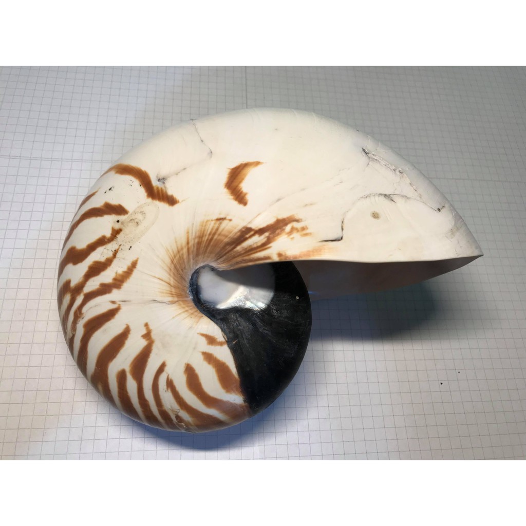 貝殼Sea shells, 線上商店| 蝦皮購物