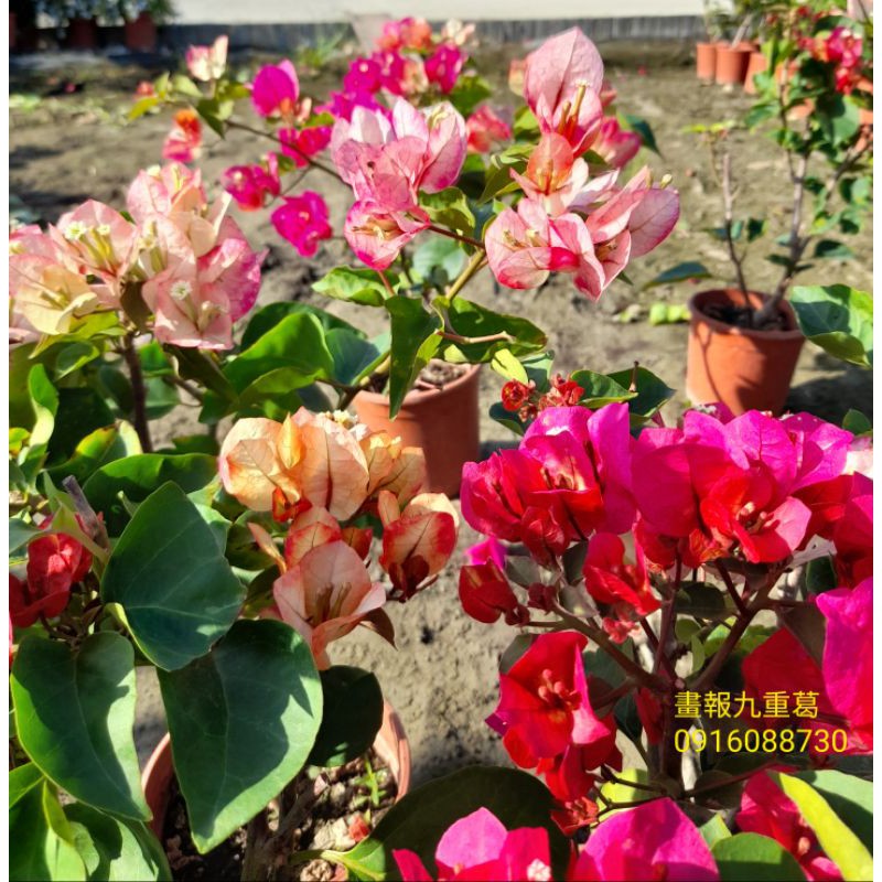 完成品 無垢天然木花台（欅） 木工、竹工芸 - estrelaaltajf.com.br