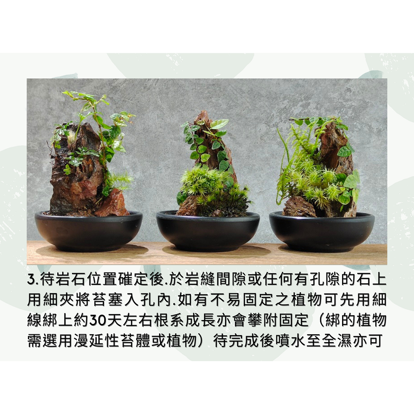 瓶植物語....營業人名稱:二十一世紀商行統一編號:47435673, 線上商店