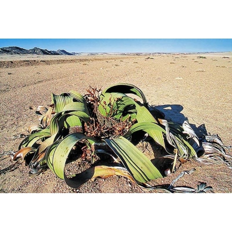 かわいい～！」 3123K 奇想天外 種 10粒 Welwitschia mirabilis 植物