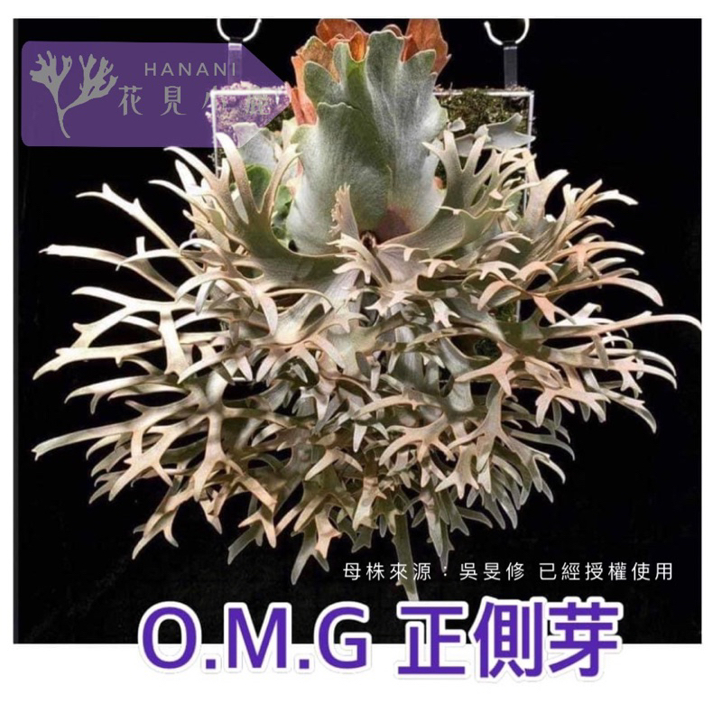 花見小鹿-植栽手作代購, 線上商店| 蝦皮購物