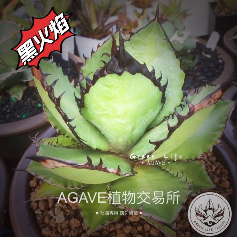 多肉綠生活-AGAVE, 線上商店| 蝦皮購物