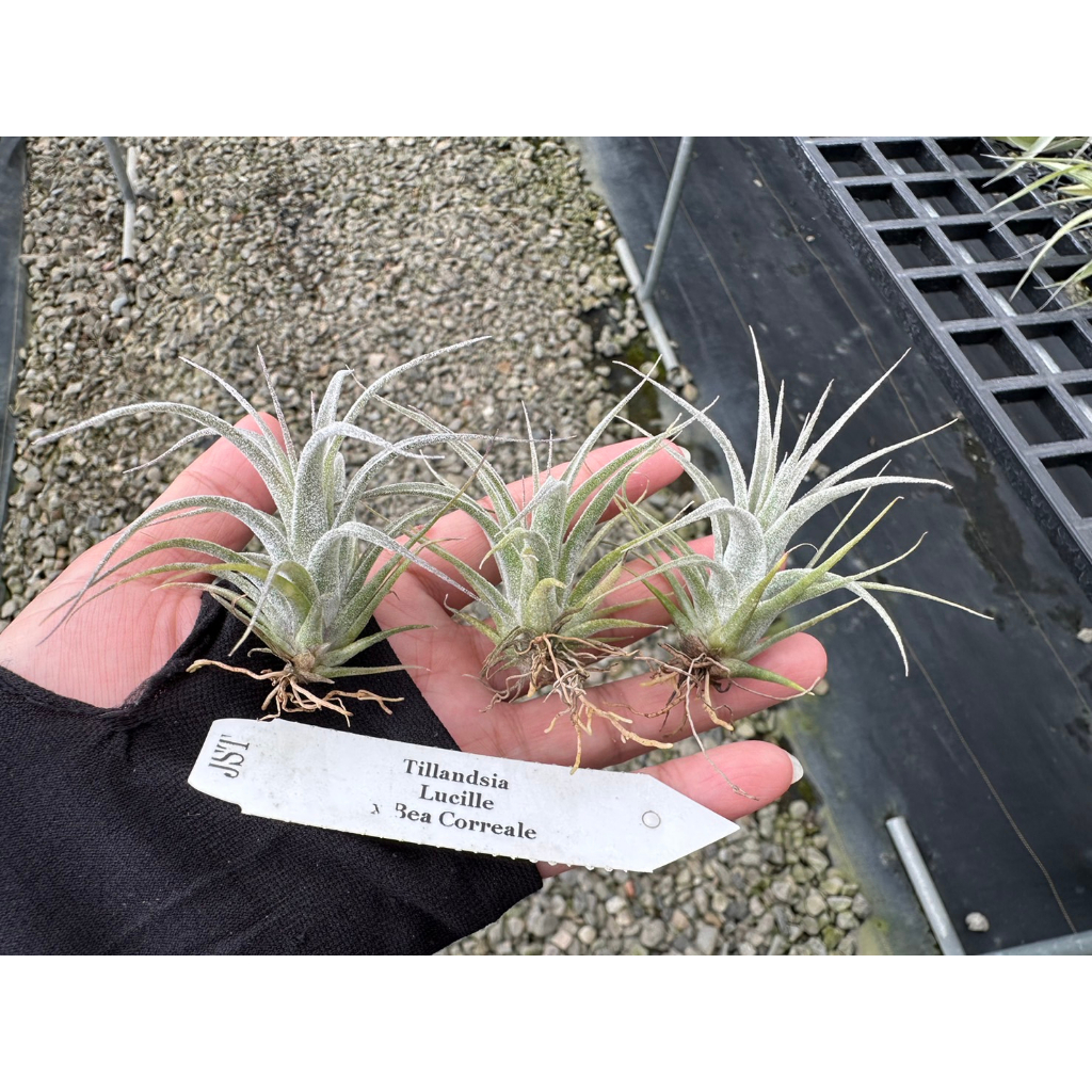 インテリア・住まい・小物専用☆Tillandsia 'Bea Correale' x 'Lucille