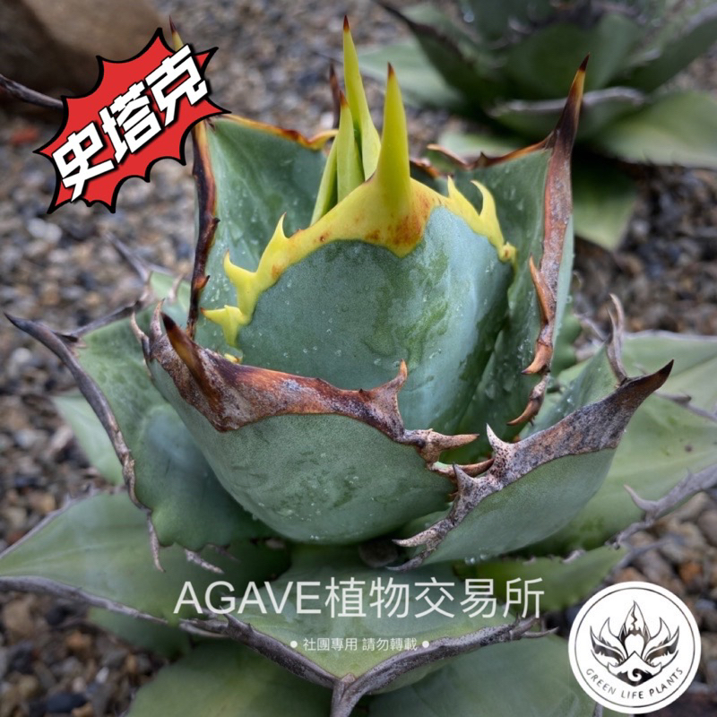 多肉綠生活-AGAVE, 線上商店| 蝦皮購物