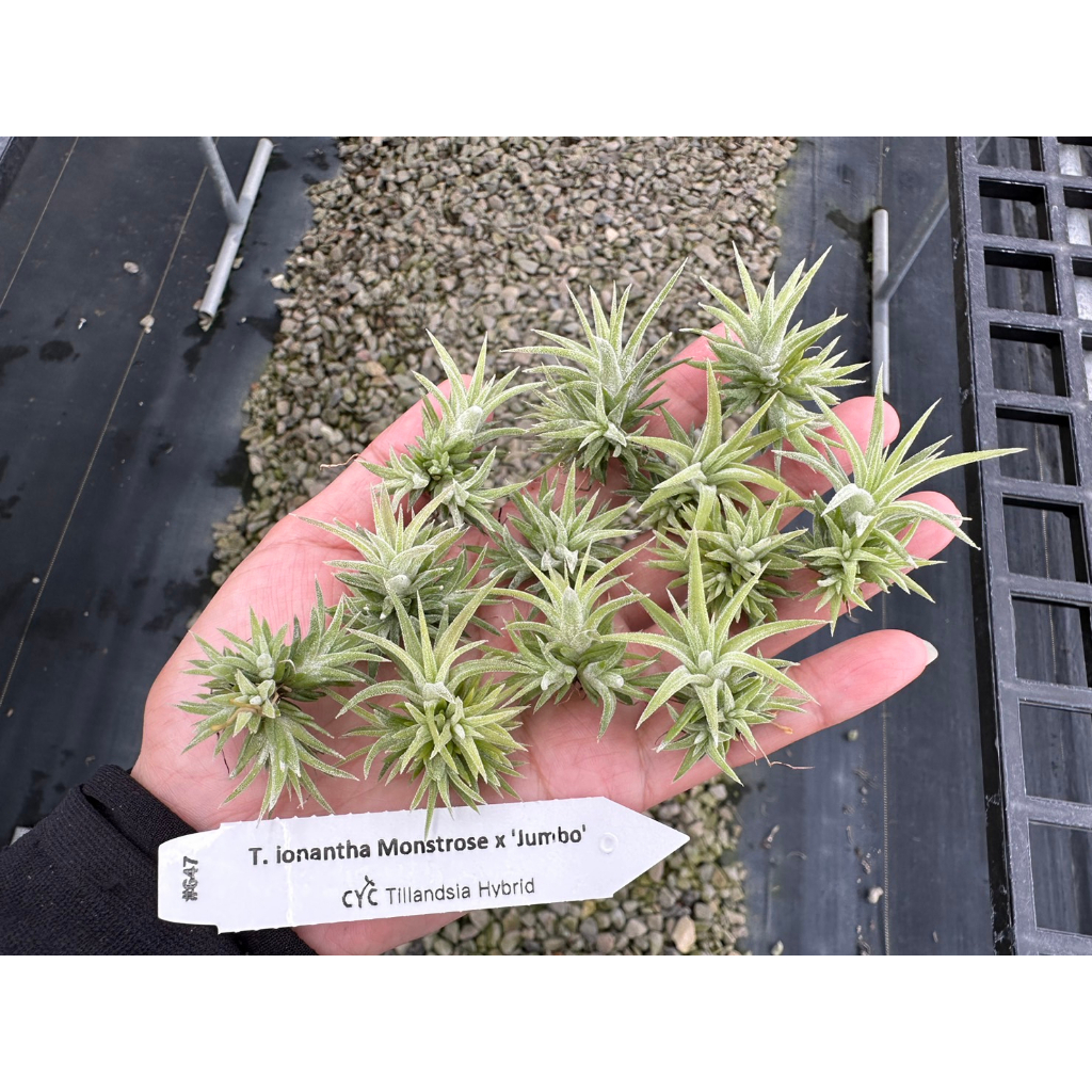チランジア イオナンタ モンストローズ B（Tillandsia ionantha