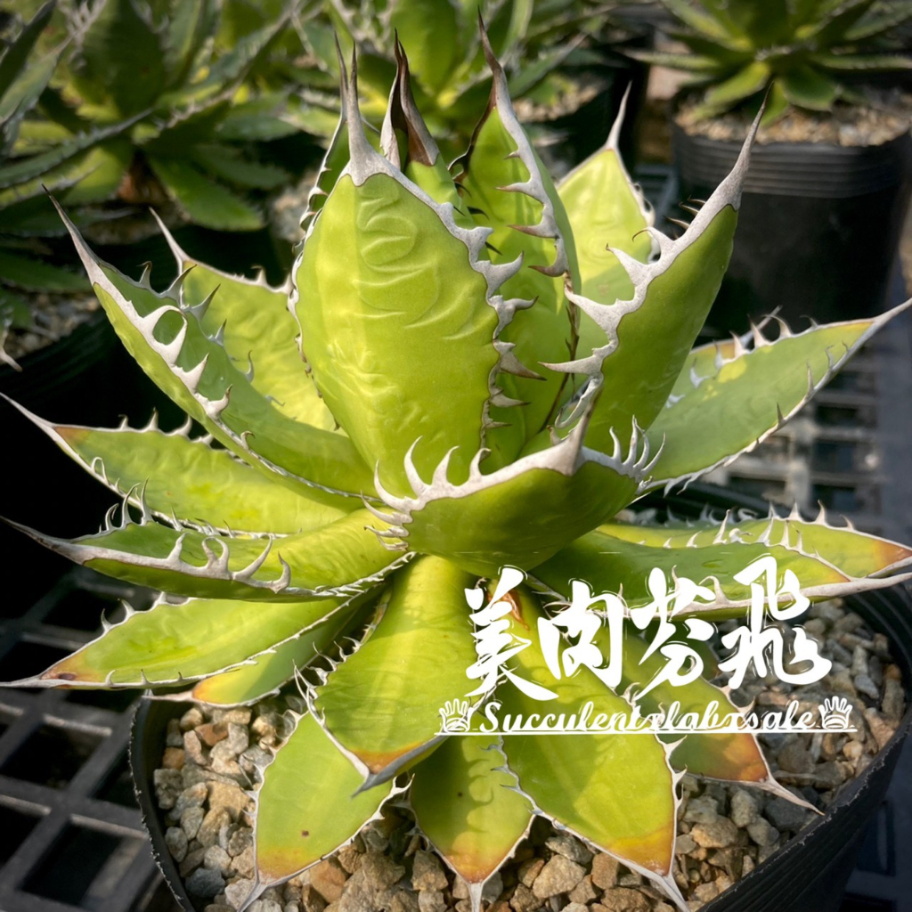 日本売筋品 【Agave-purpusorm極上/肉厚・凶暴鋸歯・ワイルド