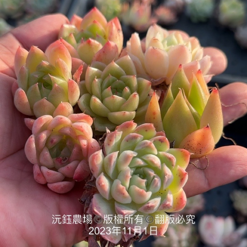 新作ウエア 多肉植物プラグ苗 128個 植物/観葉植物 - medyzon.com