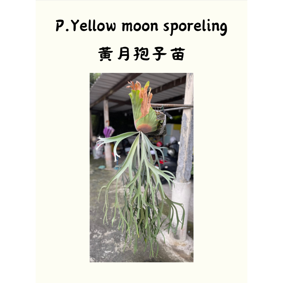 鹿角蕨｜黃月孢子苗｜P.Yellow moon sporeling | 蝦皮購物