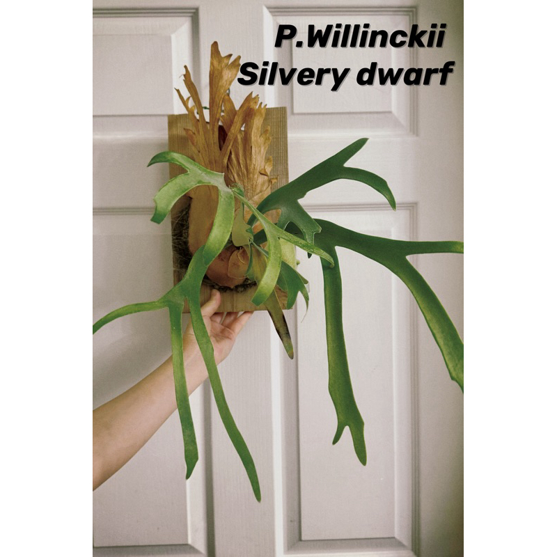 独特な 【5/15までSALE❗️】P.willinckii dwarf Jenny 前葉体45 3 観葉植物